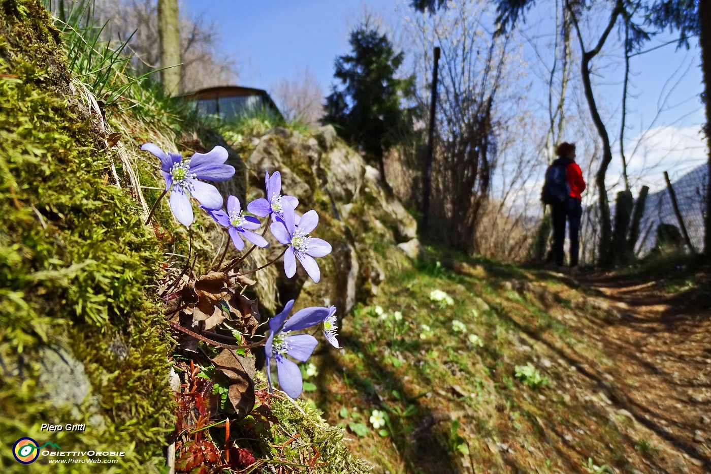 47 Hepatica nobilis.JPG -                                